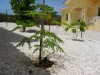 Moringa