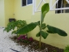 banane2