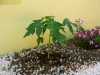 papaya1