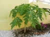 papaya3