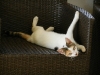 unsere Katze