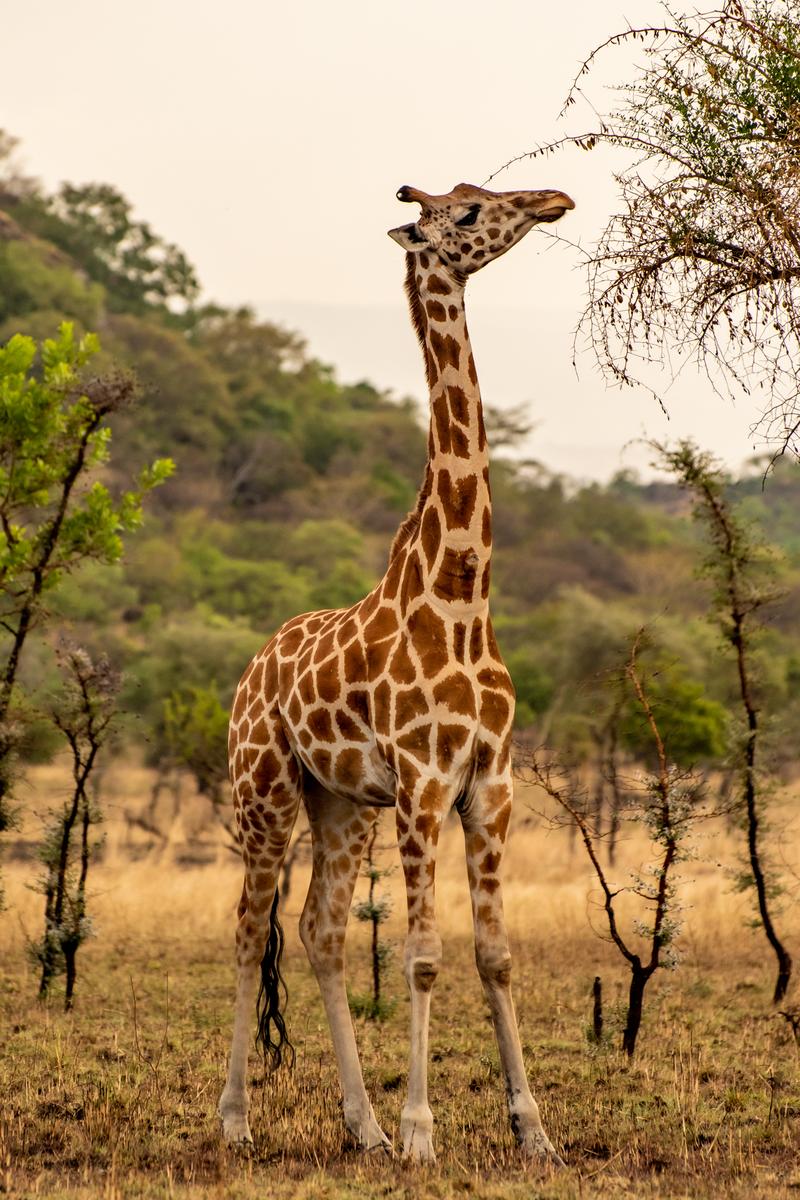 Giraffe im Pian Upe Wildlife Reserve